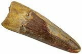 Fossil Spinosaurus Tooth - Real Dinosaur Tooth #329567-1